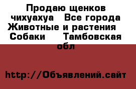 Продаю щенков чихуахуа - Все города Животные и растения » Собаки   . Тамбовская обл.